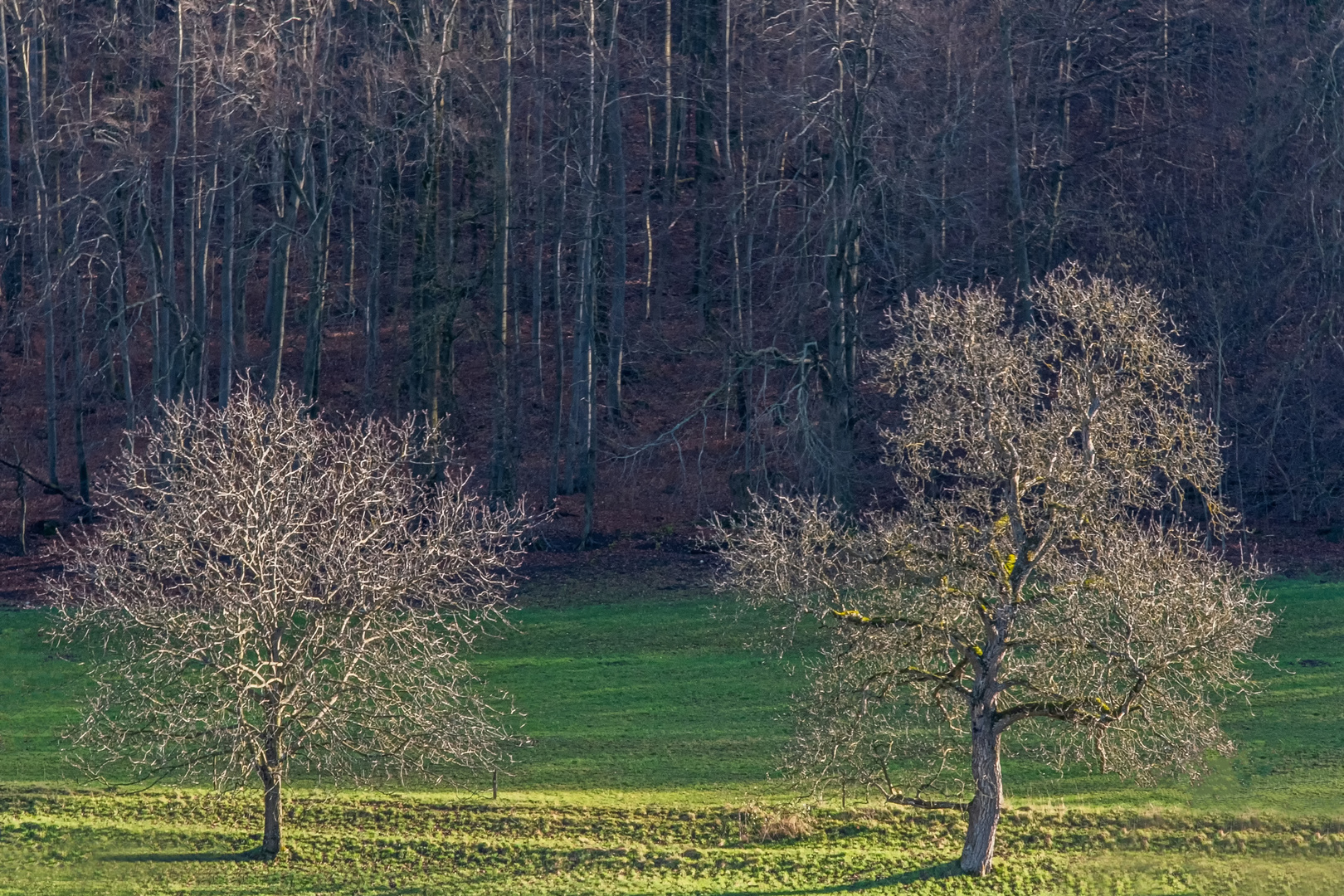 Winterbäume