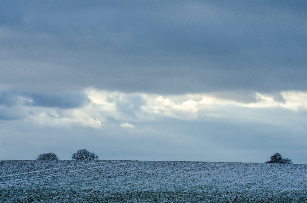 winterbäume