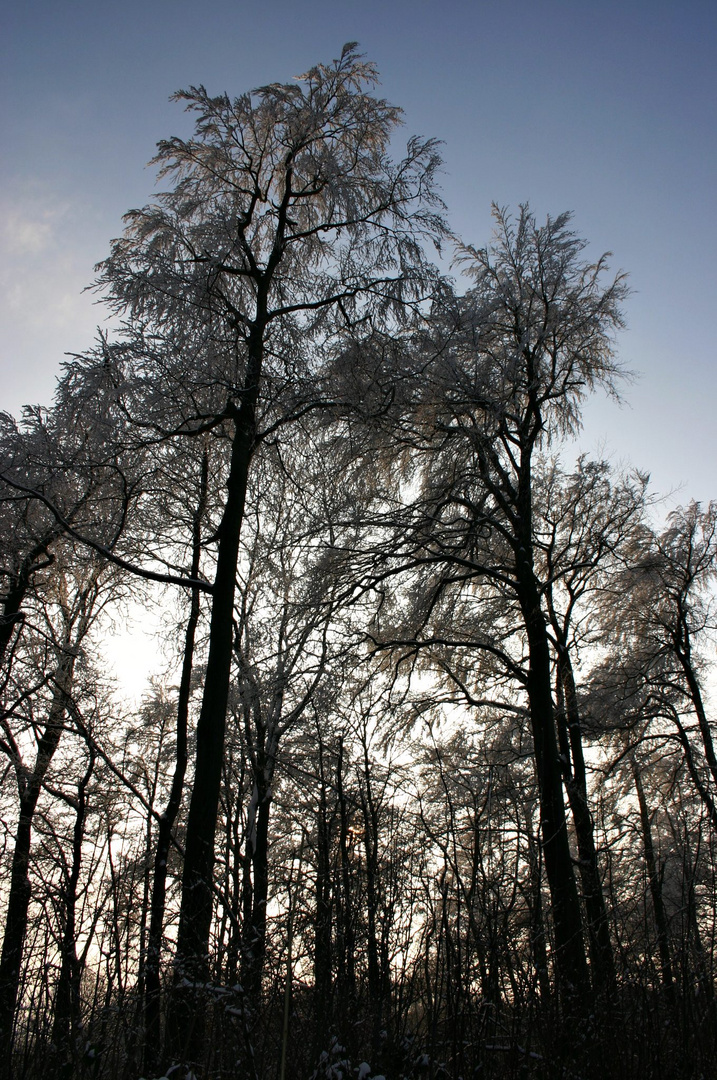 Winterbäume
