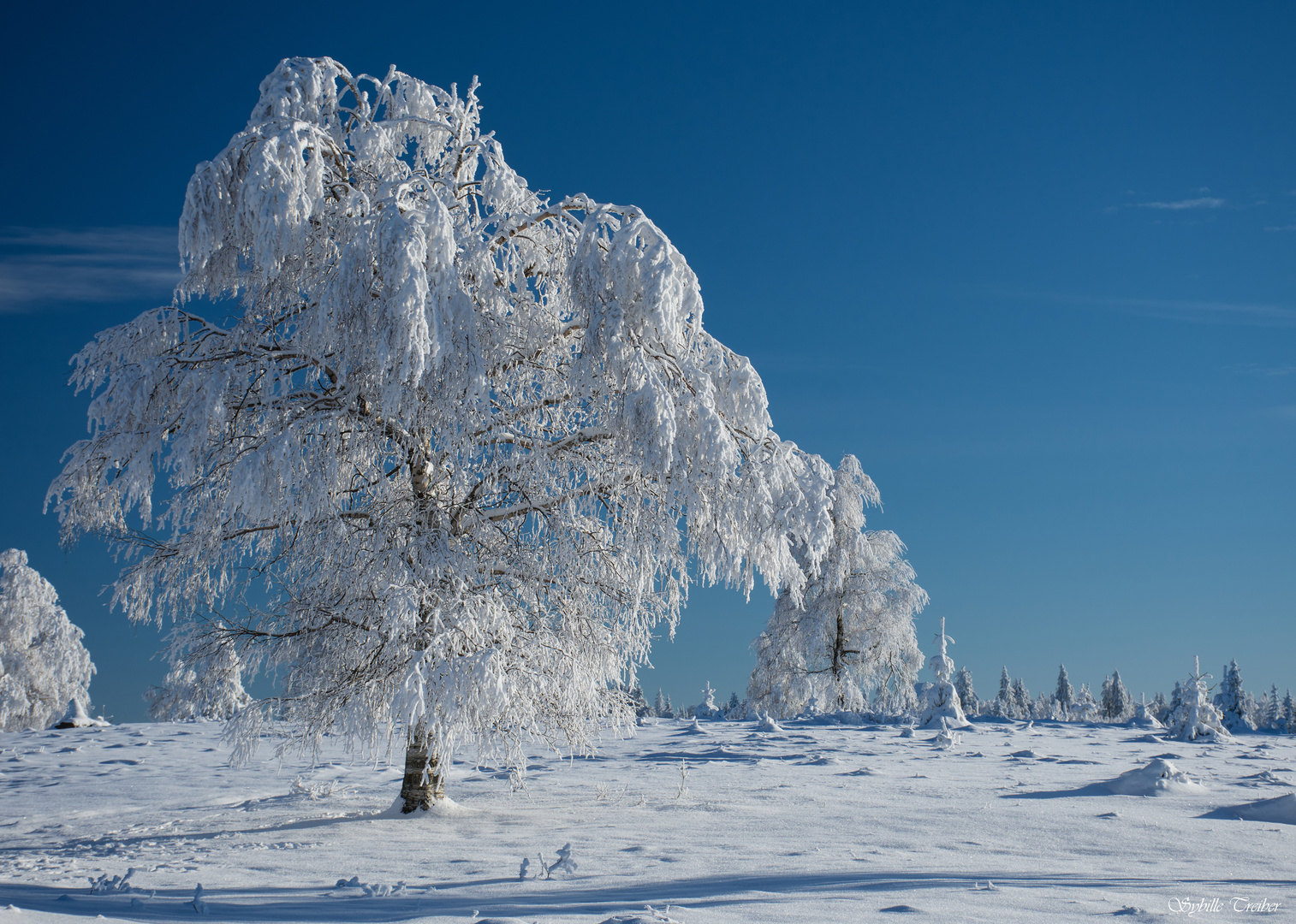 Winterbäume