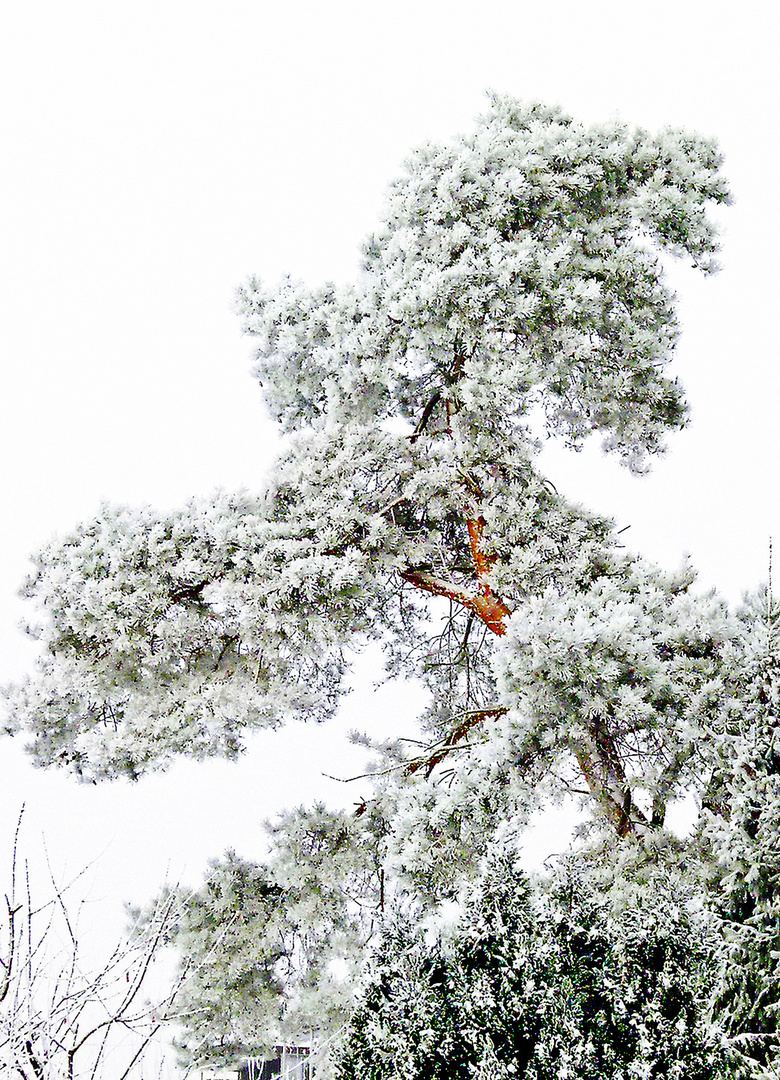 Winterbäume