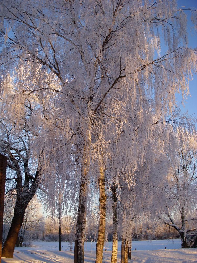 Winterbäume von Carsten Jochmann 