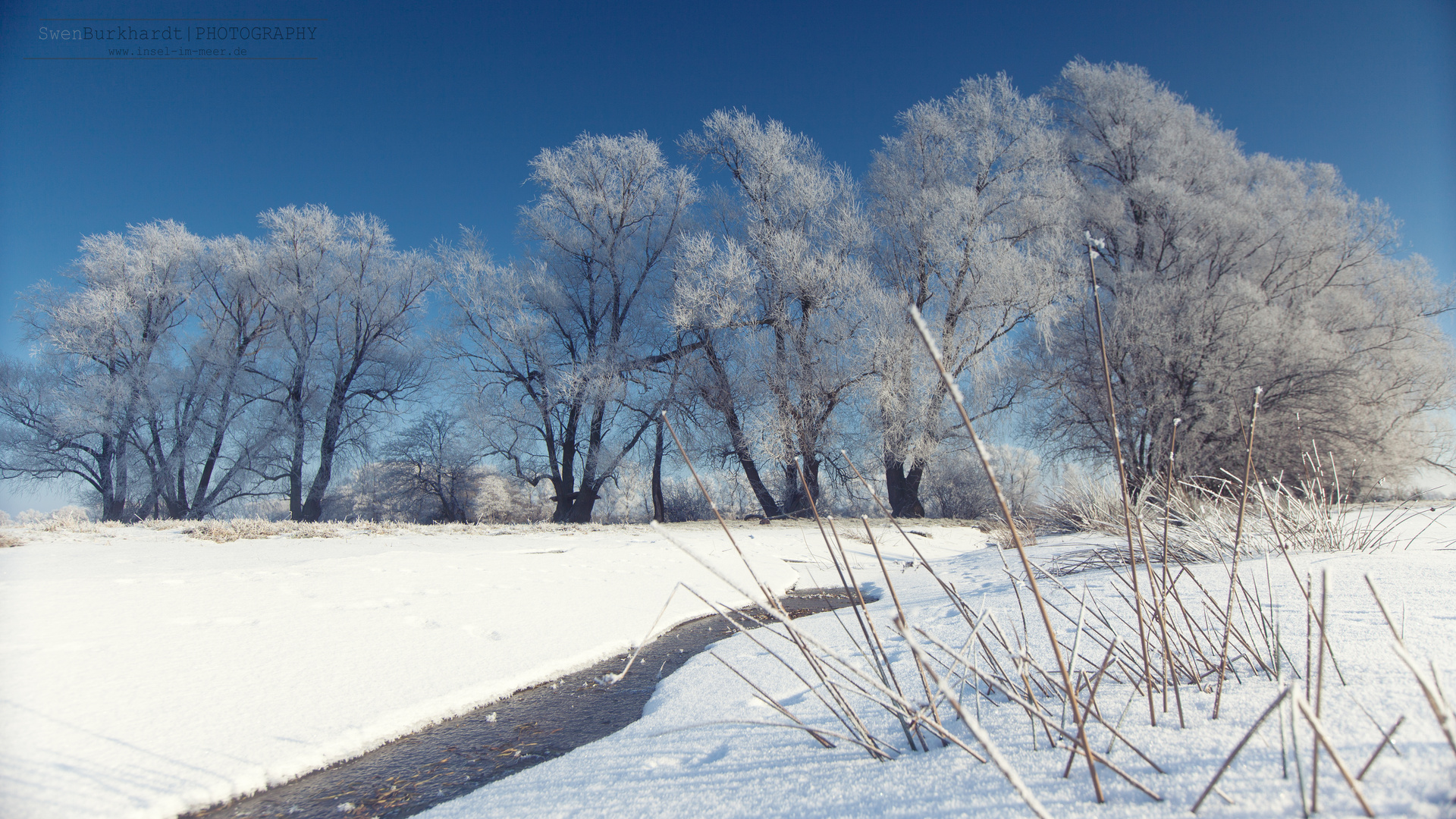 Winterbäume