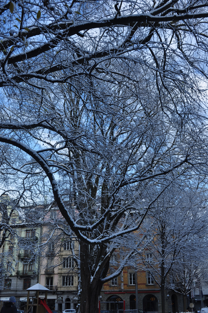 Winterbäume