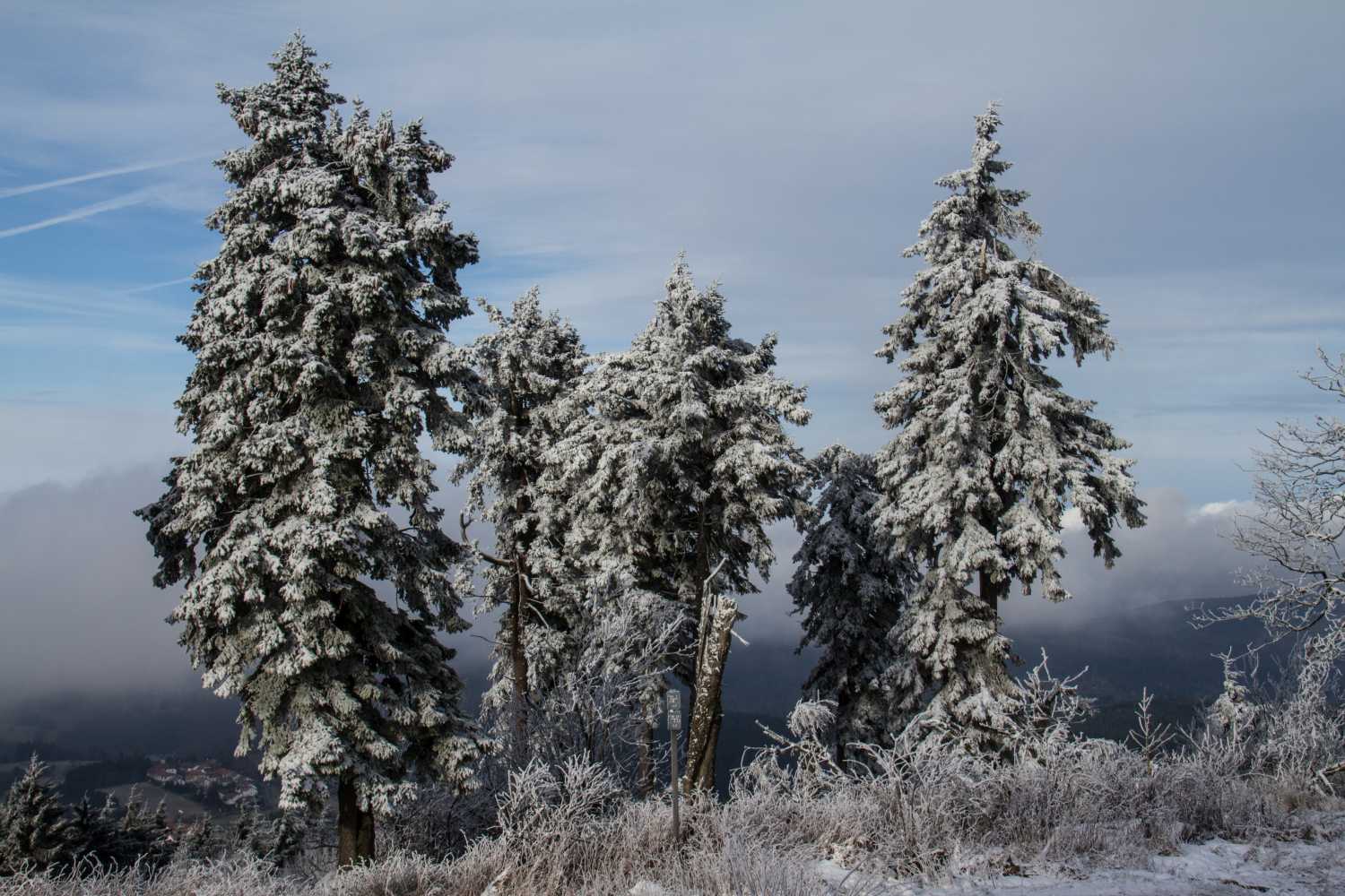 Winterbäume