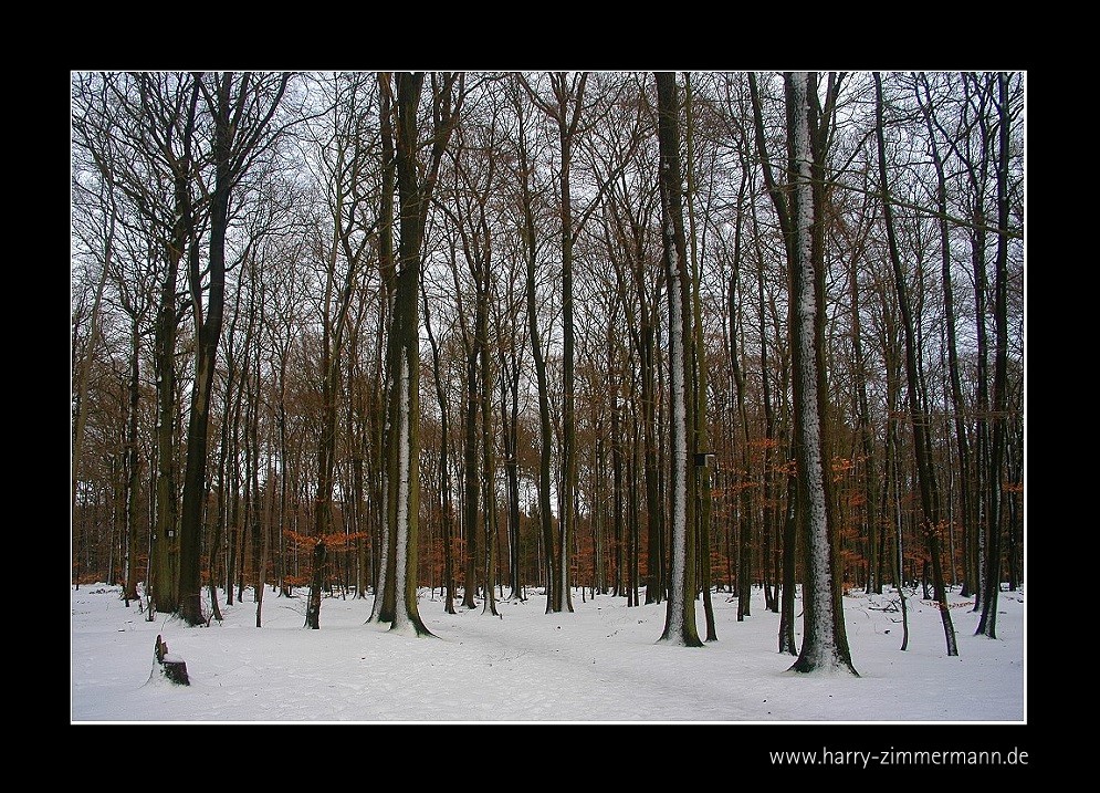 Winterbäume