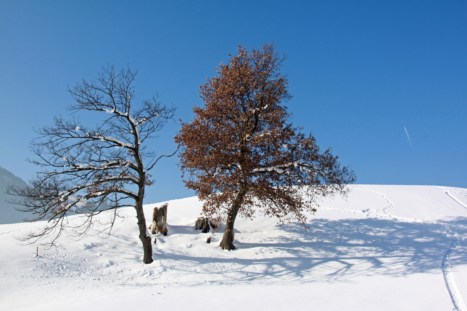 Winterbäume