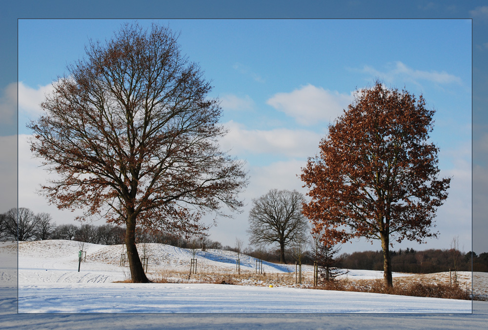 Winterbäume