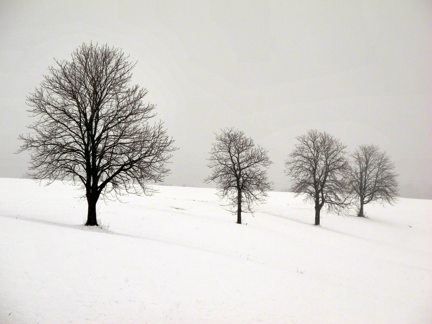 Winterbäume