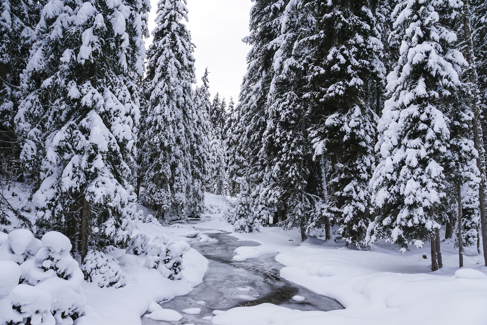 Winterbäume am Bach