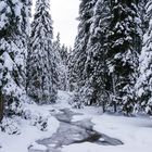 Winterbäume am Bach