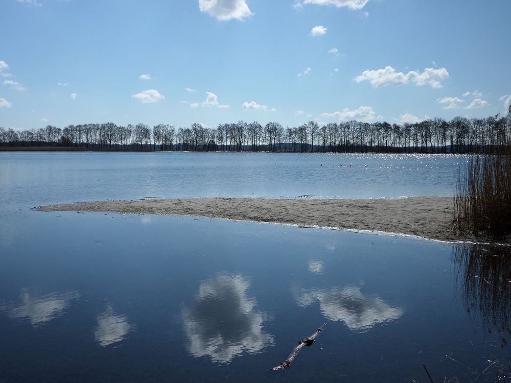 Winterbäume am See in Schleswig-Holstein