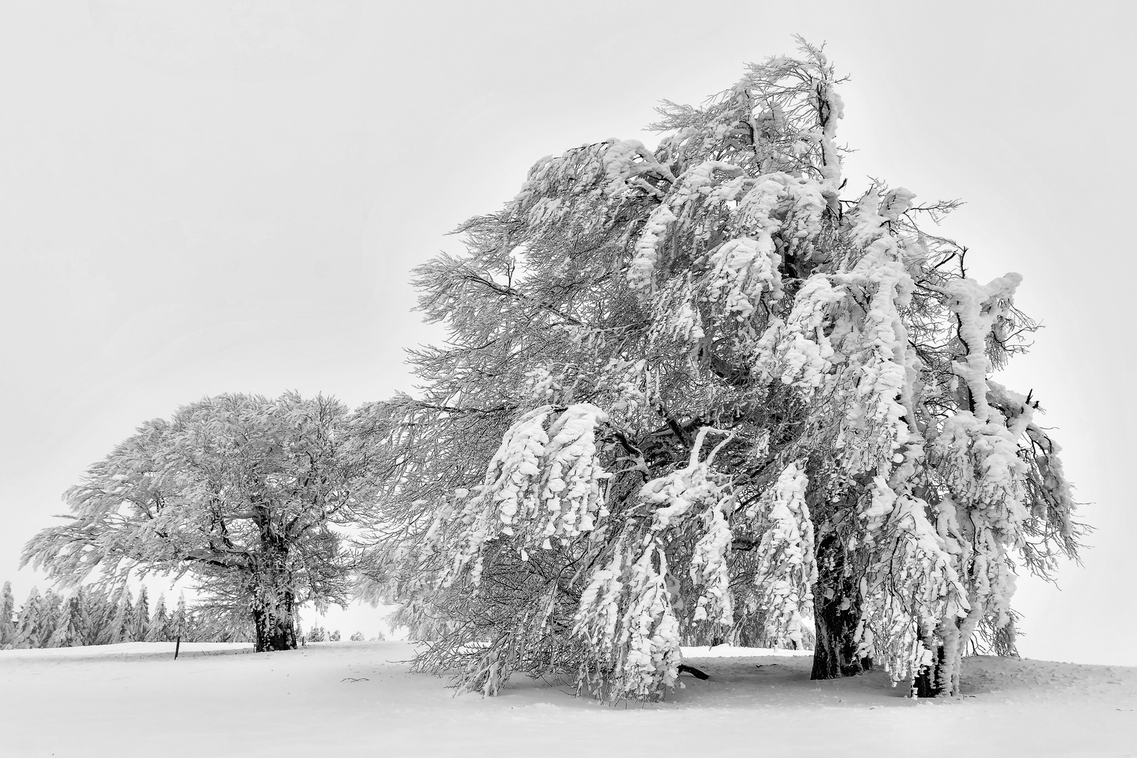 Winterbäume auf dem Schauinsland