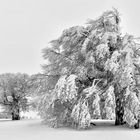 Winterbäume auf dem Schauinsland