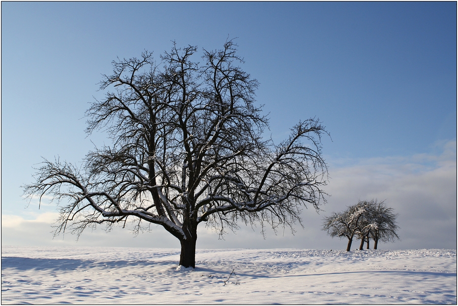 Winterbäume ...