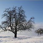 Winterbäume ...