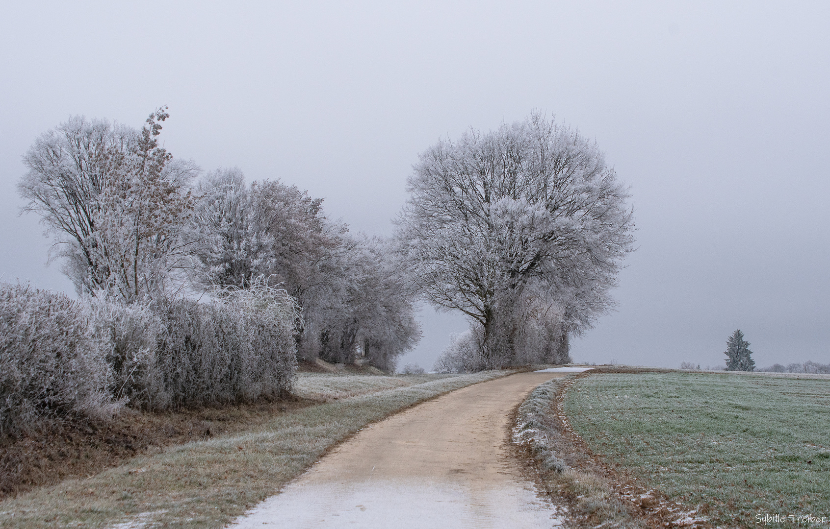 Winterbäume