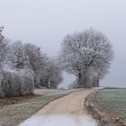 Winterbäume