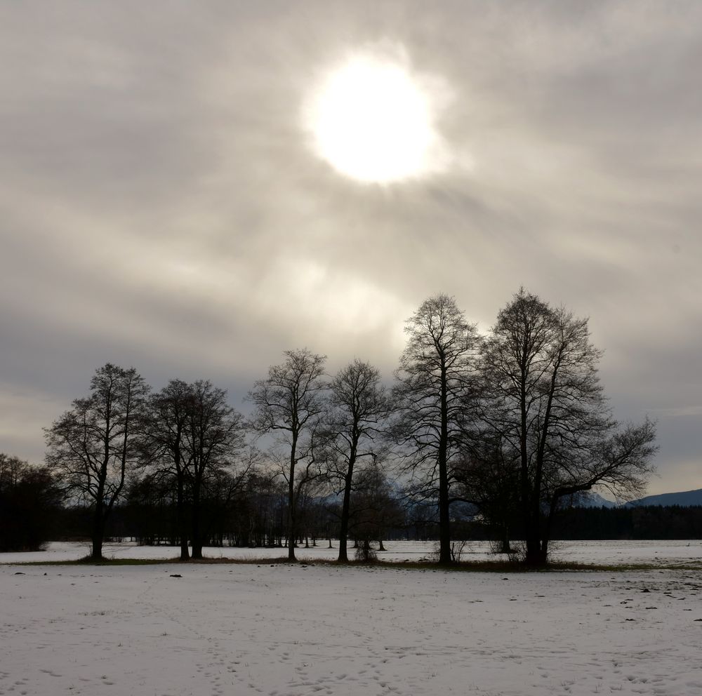 Winterbäume