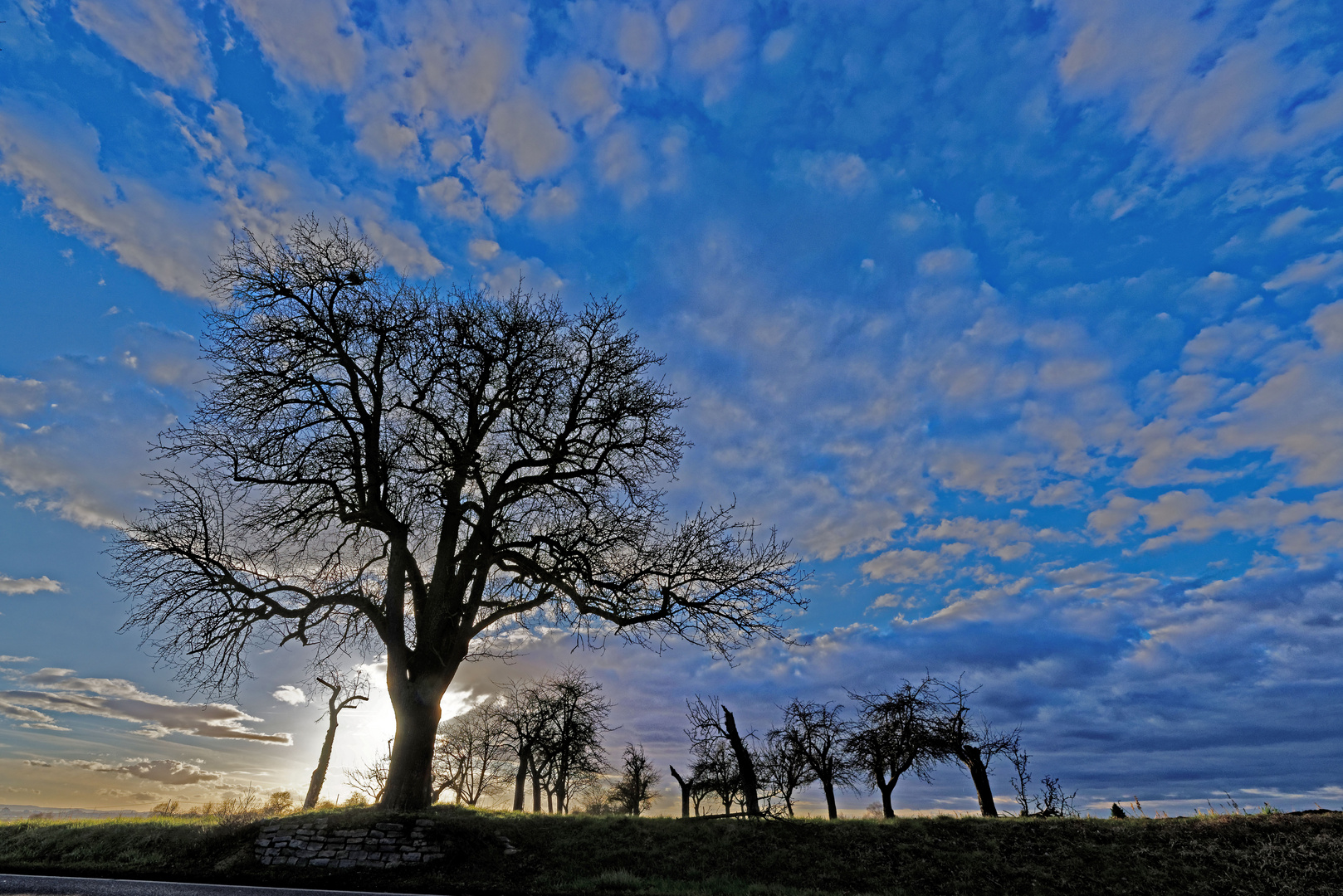 Winterbäume bei schönem Himmel