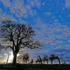 Winterbäume bei schönem Himmel