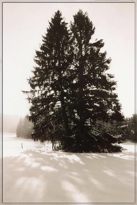 Winterbäume beim Langlaufen