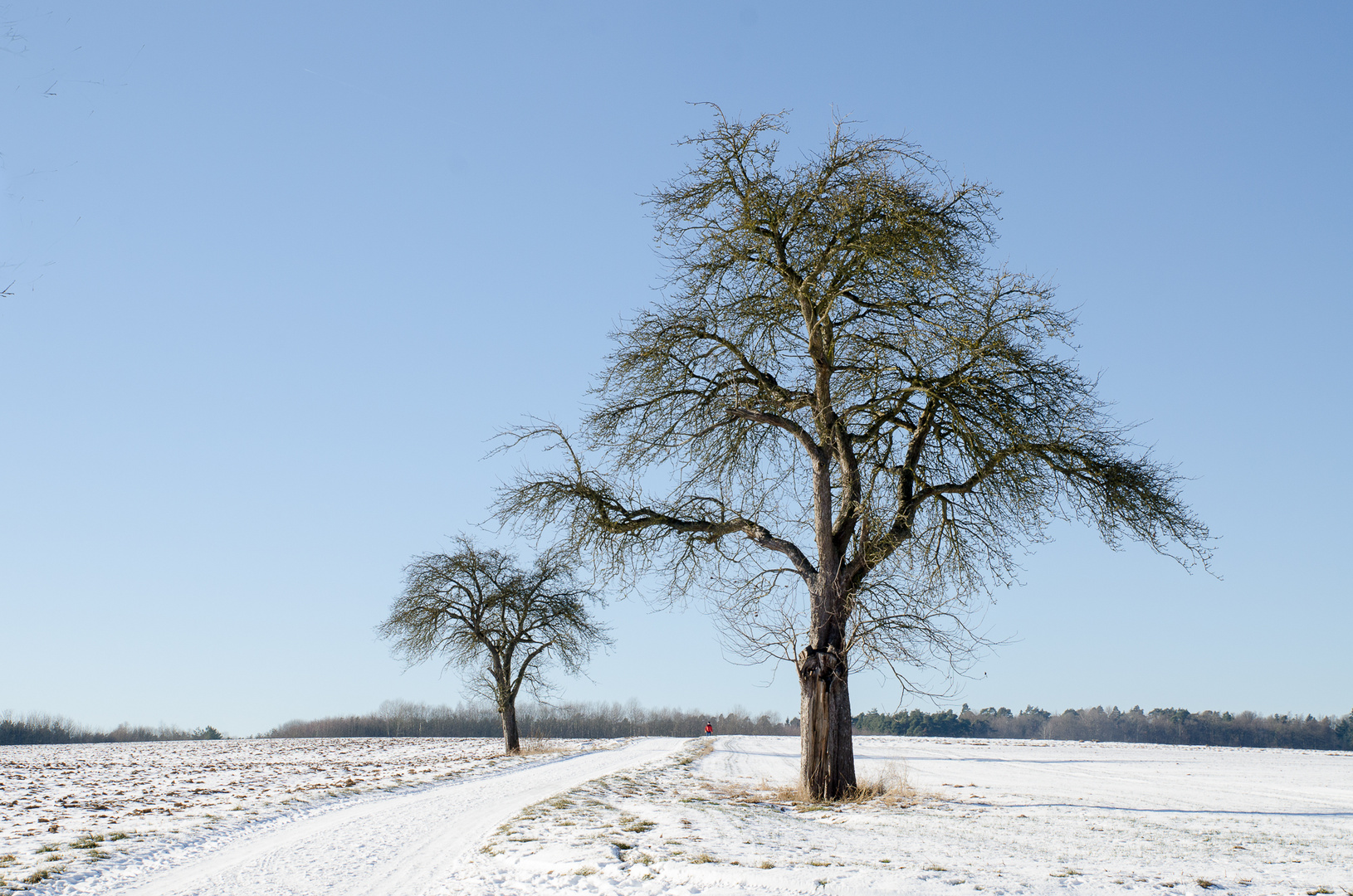 Winterbäume