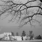 Winterbäume -Birnau/Bodensee