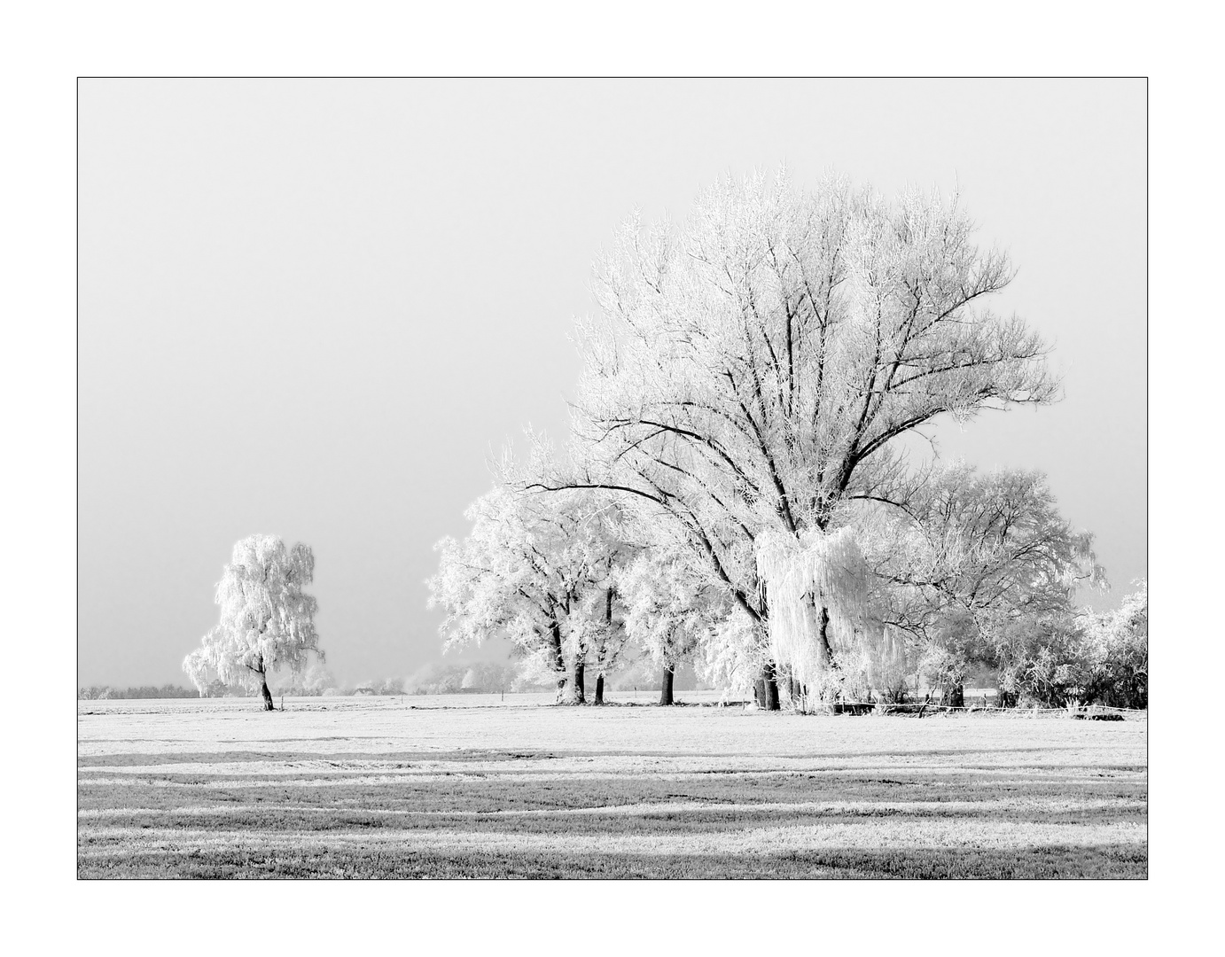 Winterbäume