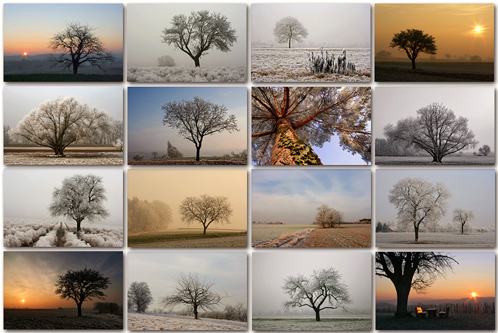Winterbäume - Collage