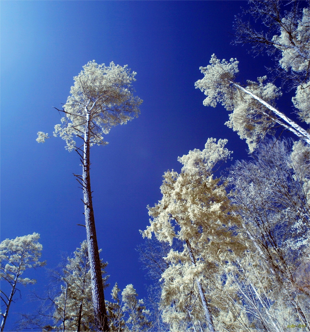 Winterbäume