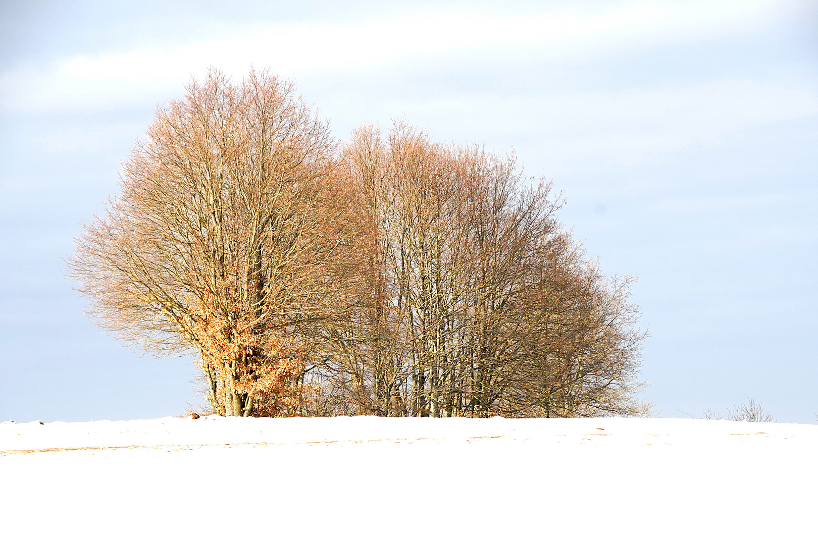 Winterbäume