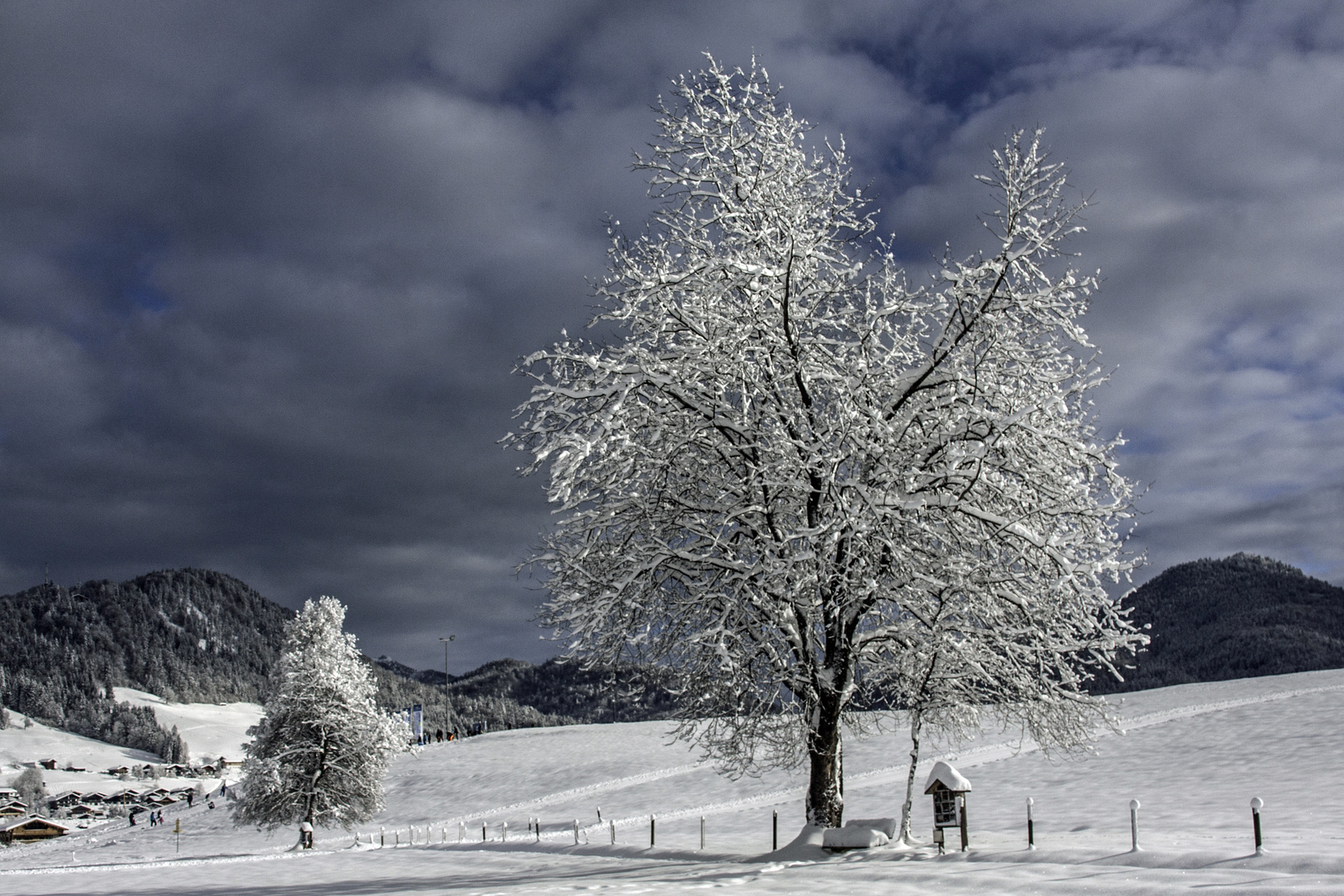 Winterbäume