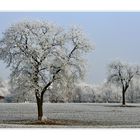 Winterbäume II