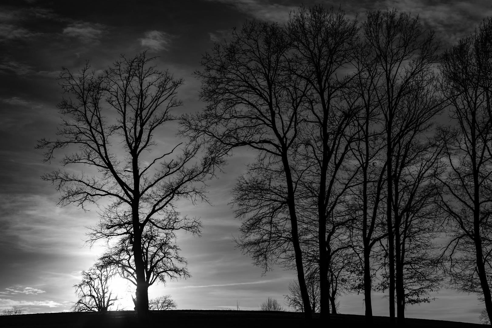 Winterbäume im Abendlicht