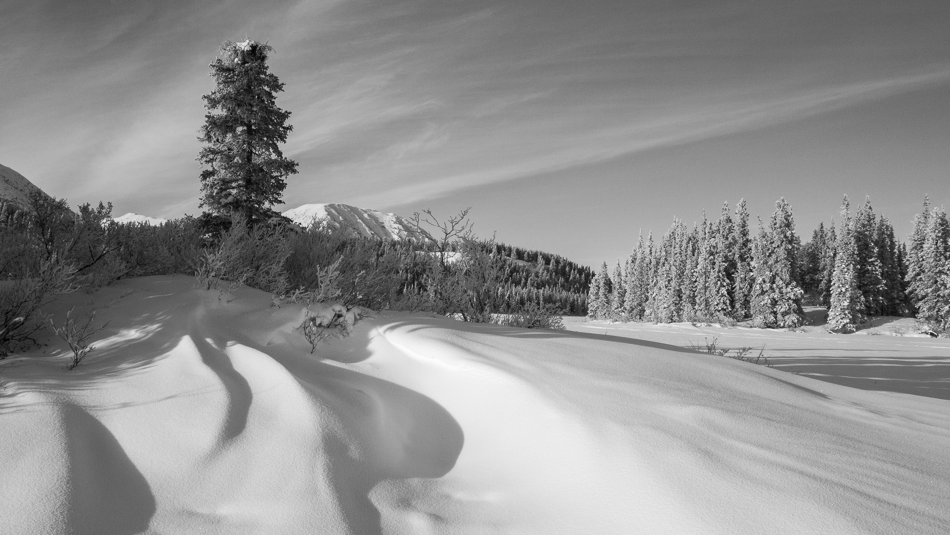 Winterbäume im Yukon