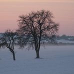 Winterbäume in der Abendsonne