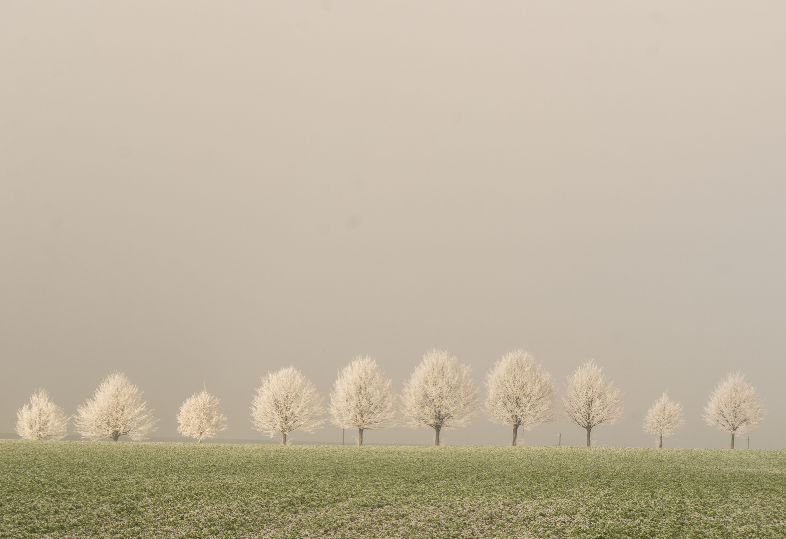 winterbäume in reihe