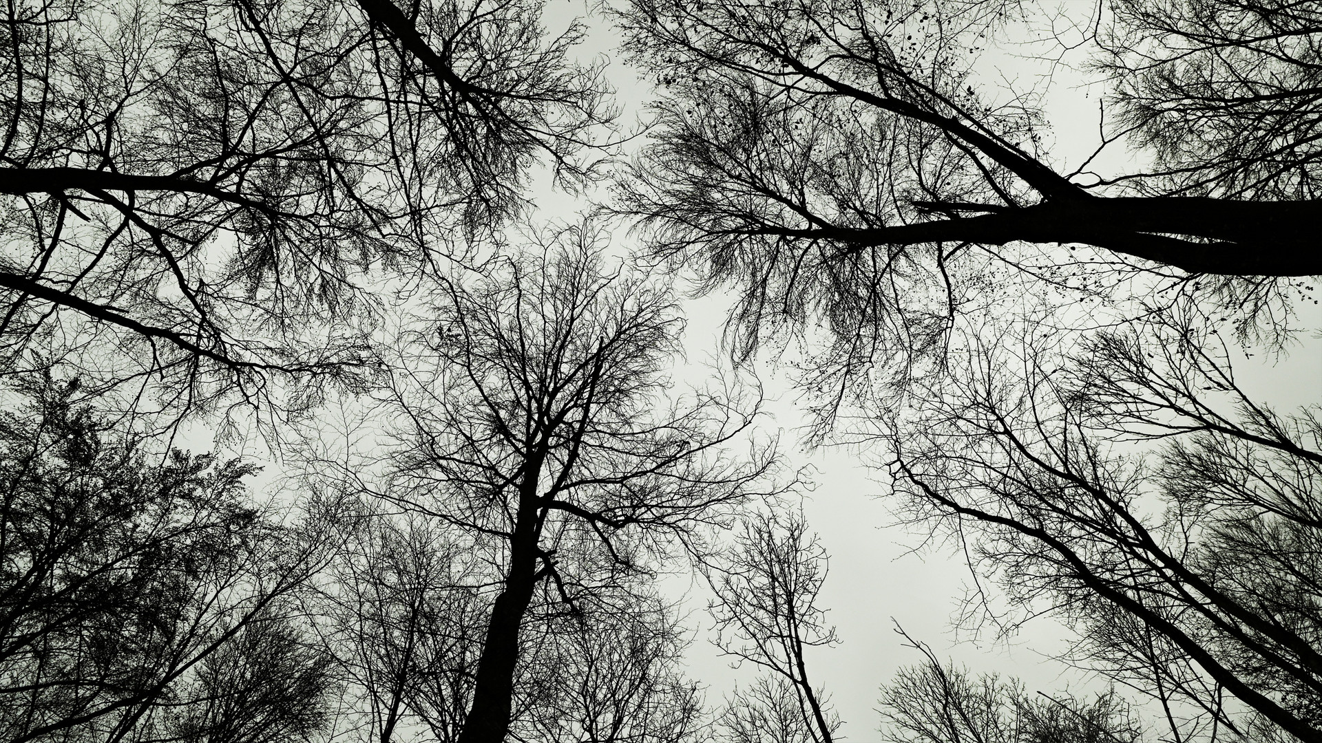 Winterbäume - Les arbres d'hiver