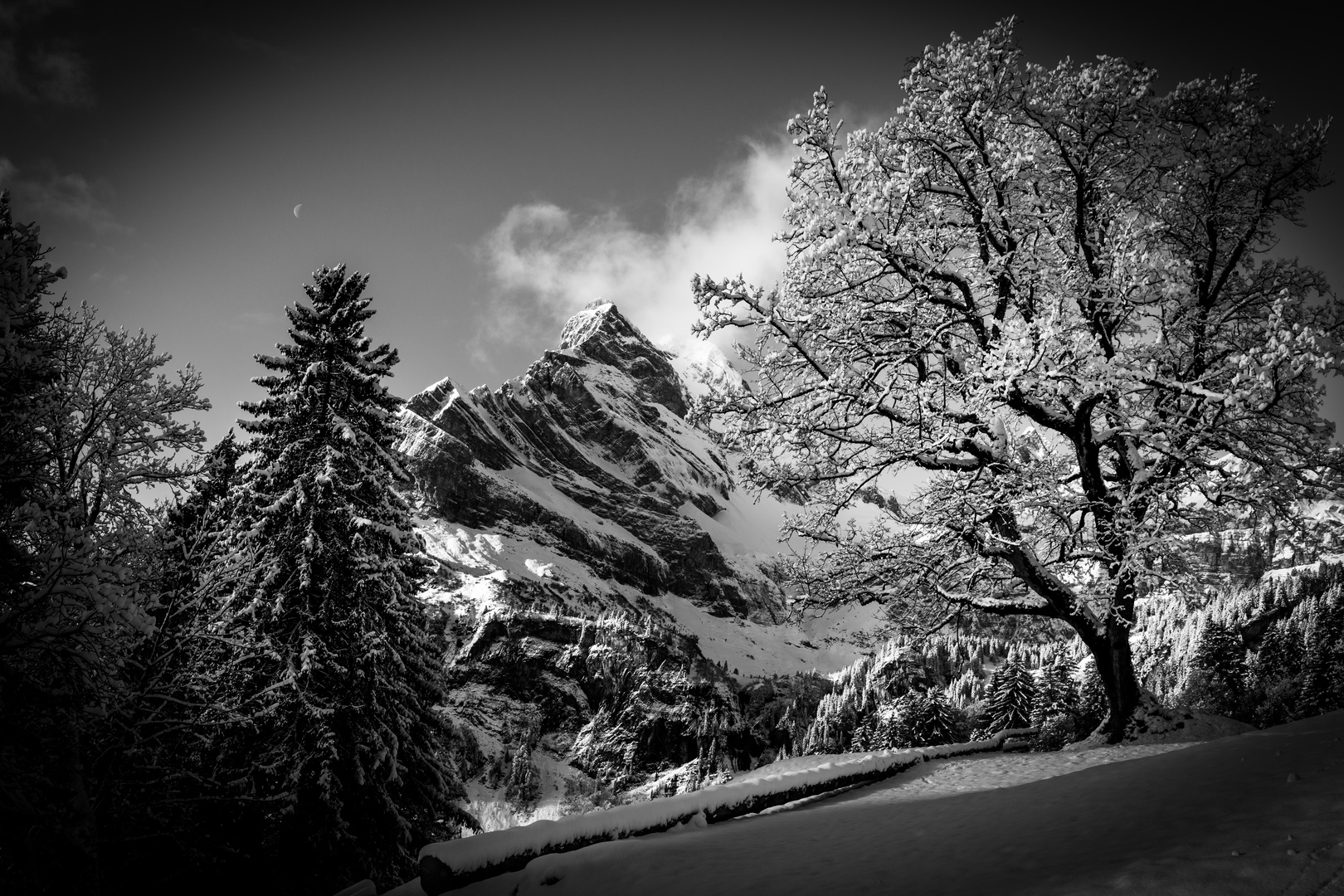 Winterbäume mit Gipfelblick