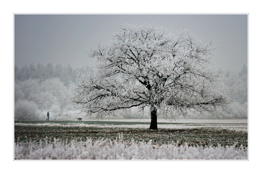 Winterbäume VI