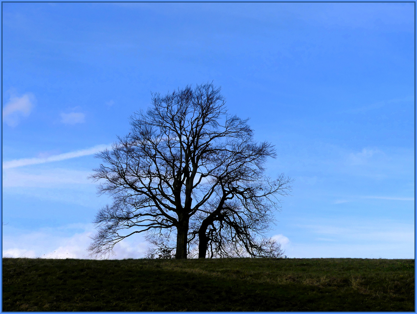 Winterbäume vor blauem Himmel