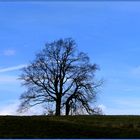 Winterbäume vor blauem Himmel