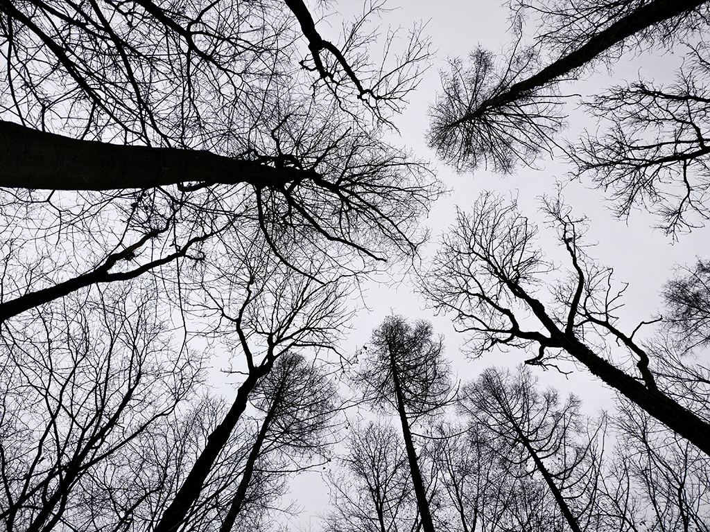 Winter,Bäume,Himmel