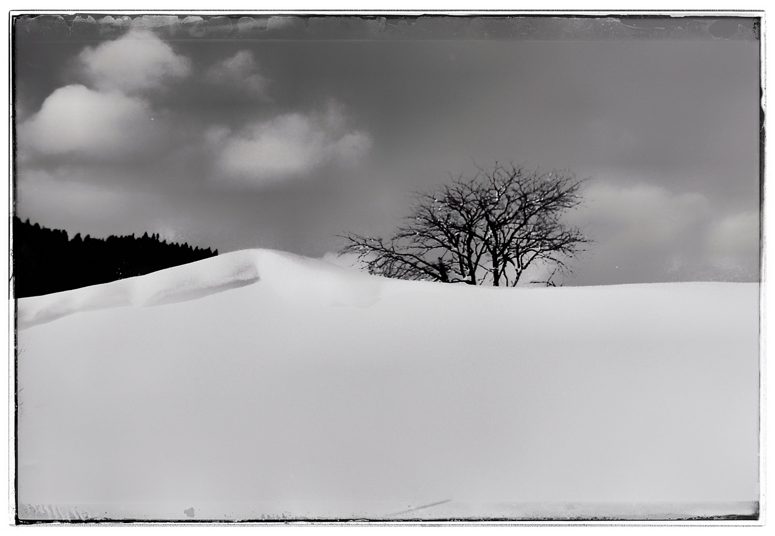 Winterbäumig