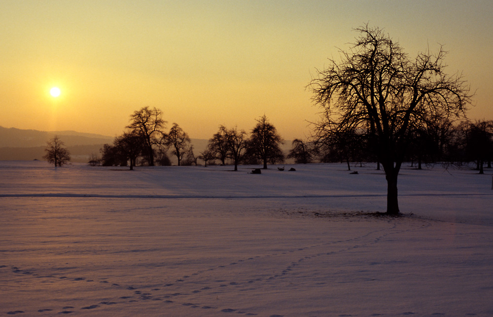 Winterband auf der Wiese