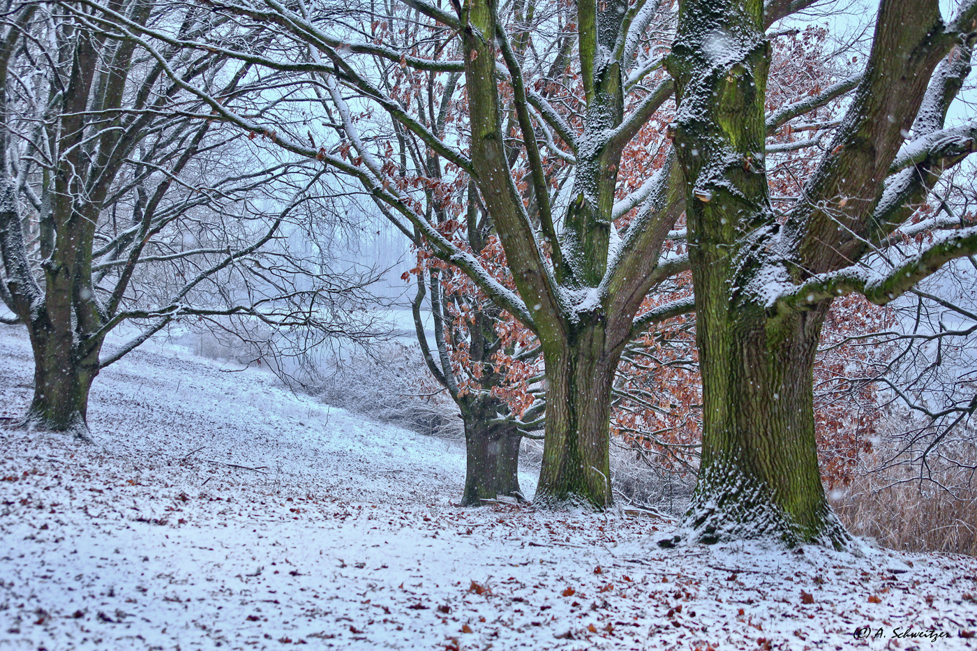 Winterbaueme