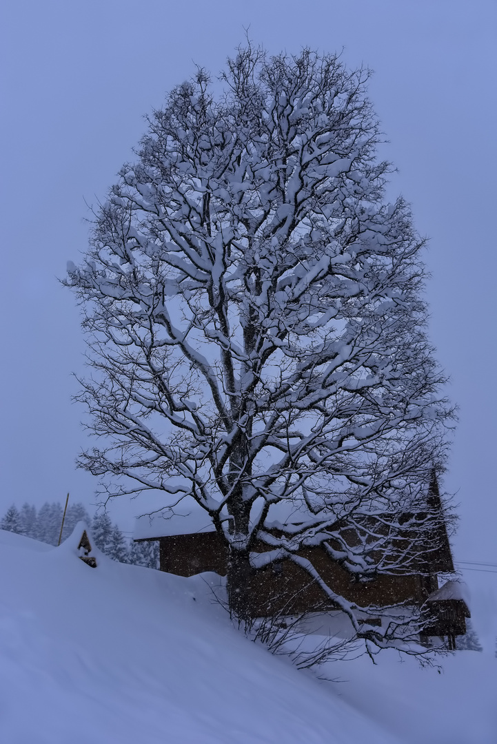 Winterbaum