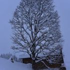 Winterbaum