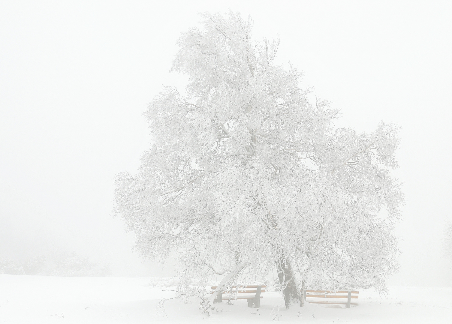 Winterbaum